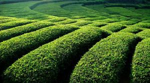 江塝茶園 江塝茶園