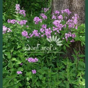 歐亞香花芥 歐亞香花芥