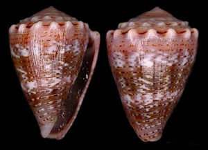 百萬芋螺 百萬芋螺