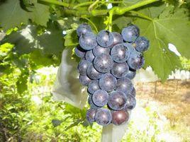 丁莊葡萄 丁莊葡萄