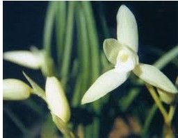 雪白蓮瓣素 雪白蓮瓣素