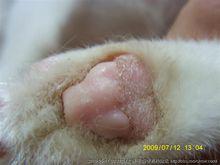 感染貓癬的貓爪