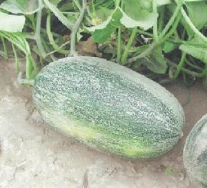 和田阿克恰勒甜瓜 和田阿克恰勒甜瓜