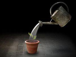 一顆種子 一顆種子