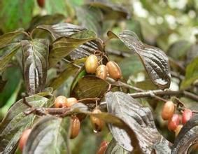 山茱萸屬 山茱萸屬