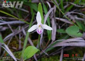 四月一枝花 四月一枝花