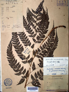 中華斜方複葉耳蕨