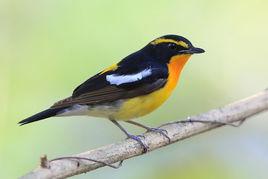 黃眉姬鶲 黃眉姬鶲