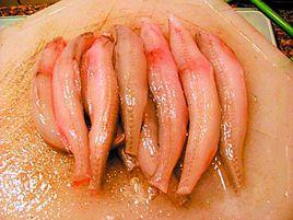 潮汕佃魚 潮汕佃魚