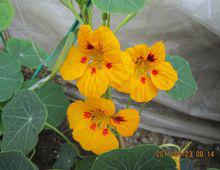 園藝觀賞的“金蓮花”（實為旱金蓮）