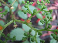 凸棱亞屬 凸棱亞屬