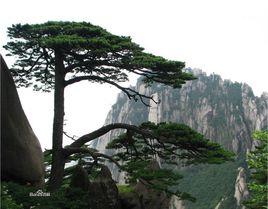 松樹[唐代白居易詩詞]