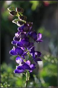 雞腳草烏[毛莨目翠雀屬植物]