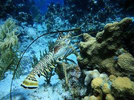 龍蝦下目 龍蝦下目