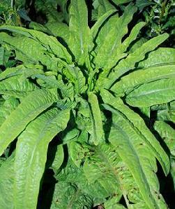 萵筍[菊科植物]