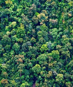 半常綠季雨林