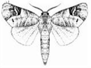 柳扇舟蛾 柳扇舟蛾