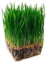 小麥草 小麥草