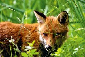 《狐狸與孩子》