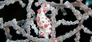 巴氏海馬 巴氏海馬