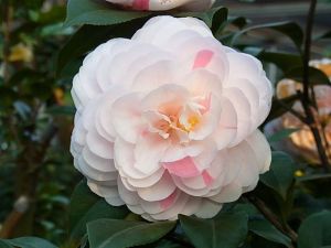 喬依·肯得力克