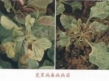 莧菜病毒病 莧菜病毒病