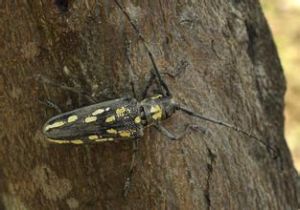 白條尖天牛 白條尖天牛