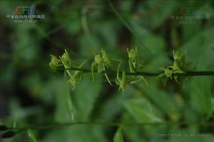 東北舌唇蘭 東北舌唇蘭