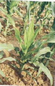 玉米矮花葉病毒病 玉米矮花葉病毒病