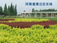 黃泛區農場 黃泛區農場