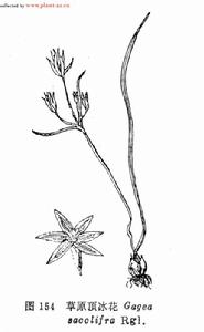 草原頂冰花 草原頂冰花