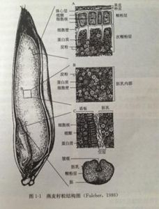 燕麥胚芽米結構