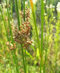 褐花燈心草 褐花燈心草