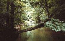 The Blair Witch Project