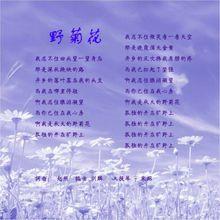 肖洋歌曲《野菊花》