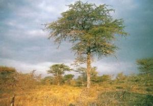 塞盧斯禁獵區 塞盧斯禁獵區