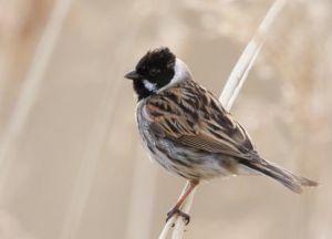 蘆鵐羅布泊亞種 蘆鵐羅布泊亞種