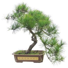 黃山松盆景 黃山松盆景