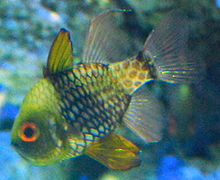 絲鰭高身天竺鯛圖片