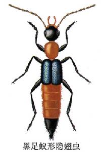黑足蟻形隱翅蟲 黑足蟻形隱翅蟲
