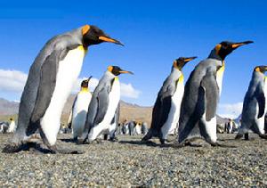 王企鵝 Aptenodytes patagonicus