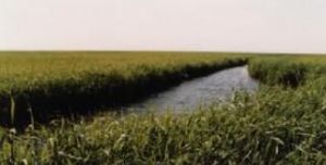 黑龍江扎龍國家級自然保護區