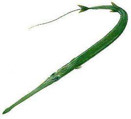 毛煙管魚 毛煙管魚