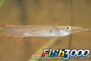 沙氏下鱵 沙氏下鱵