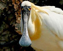 黑臉琵鷺 黑臉琵鷺