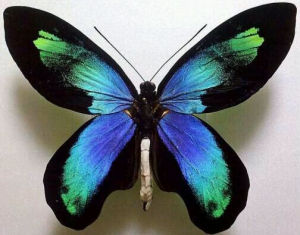 維多利亞鳥翼鳳蝶指名亞種 維多利亞鳥翼鳳蝶指名亞種