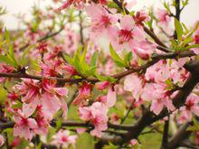 廟壩鎮[四川省達州市大竹縣廟壩鎮]