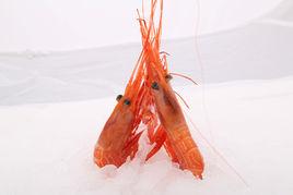 阿拉斯加玫瑰蝦 阿拉斯加玫瑰蝦