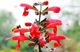 朱唇[唇形科草本植物]