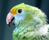 巴西藍頰亞馬孫鸚哥 巴西藍頰亞馬孫鸚哥